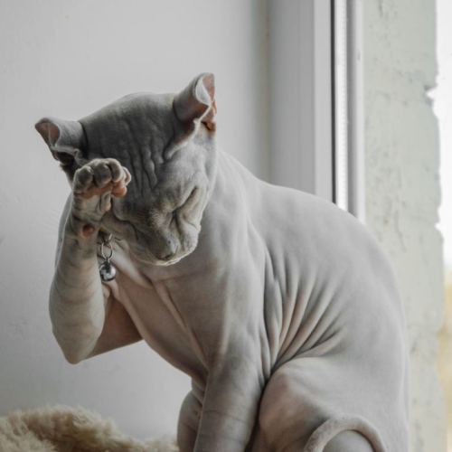 Cats