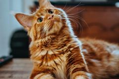 Amber Kipp via Unsplash
