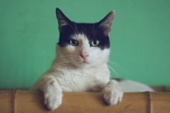 manja-vitolic-gKXKBY-C-Dk-unsplash