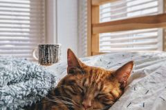 Modcatshop via Unsplash